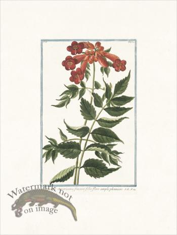 Bonelli 184   Trumpet-flower